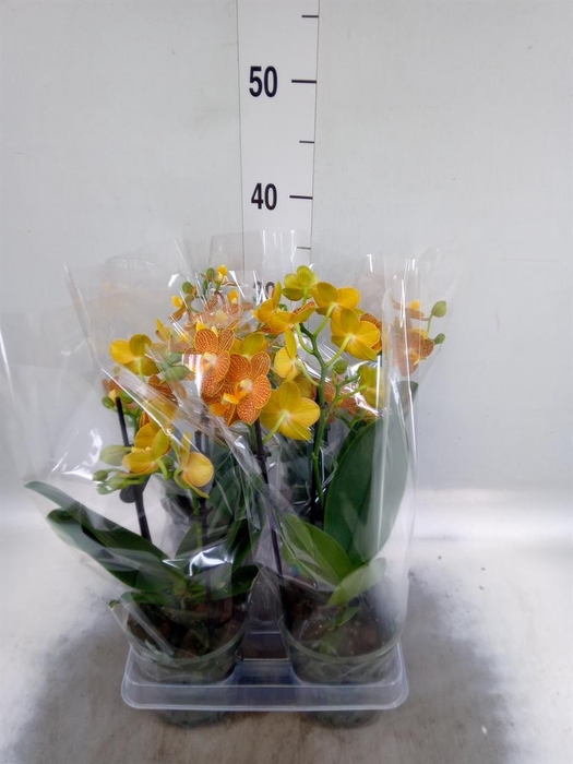 Phalaenopsis multi. 'FC Indian Sum'