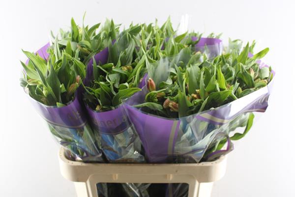 <h4>Alstr Bali (geel)</h4>