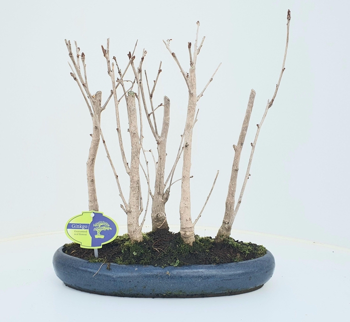 <h4>ginkgo biloba group 5 stem</h4>