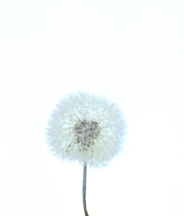 <h4>Dandelion XS Preserved Light Purple</h4>