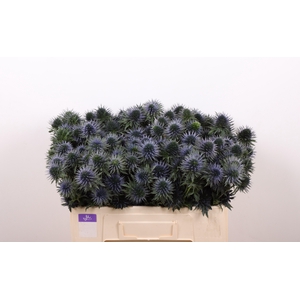 ERYN SCORPIU QUESTAR