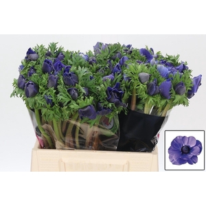 Anem Co Mis + D Blue