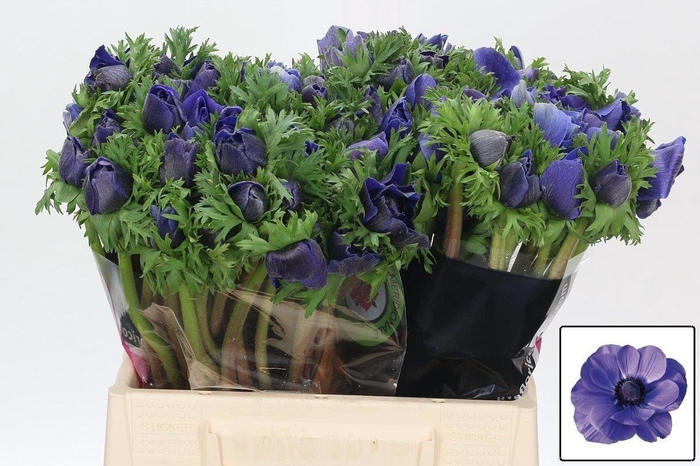 <h4>Anem Co Mis + D Blue</h4>