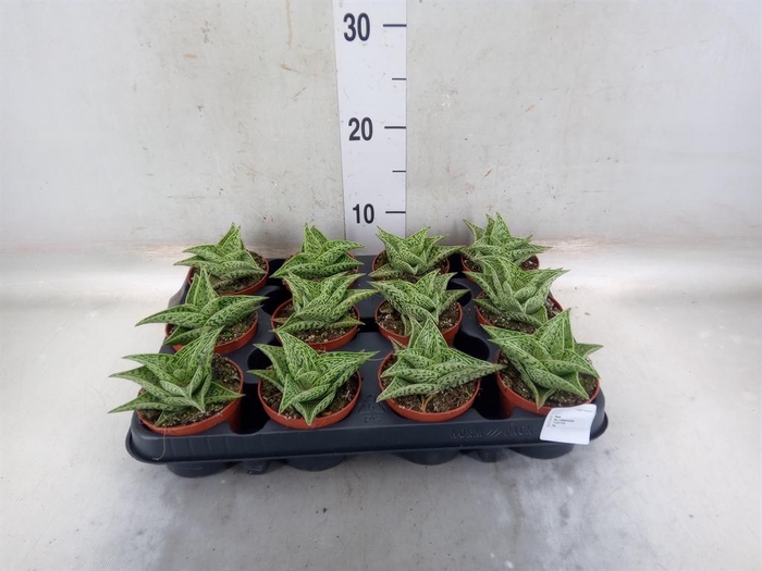 <h4>Aloe variegata</h4>