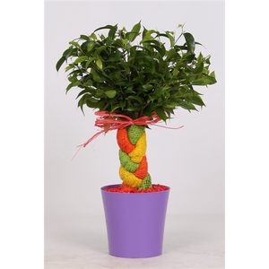 Ficus Crazy Tree 