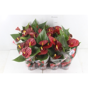 ANTHURIUM RED SUCCESS P09