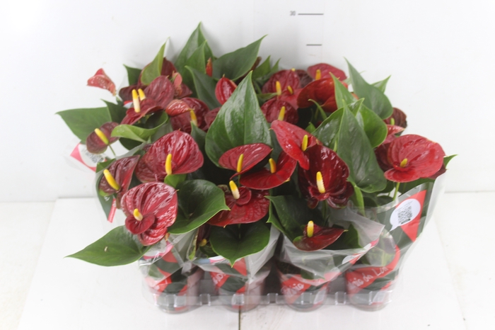 ANTHURIUM RED SUCCESS P09