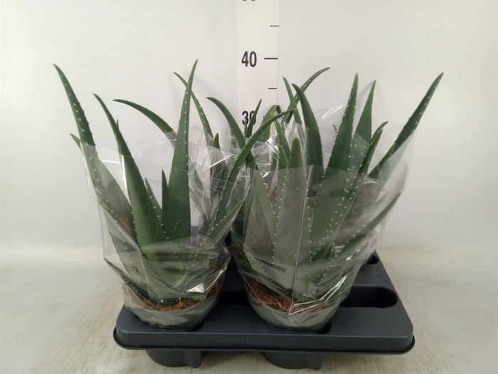 <h4>Aloe vera</h4>
