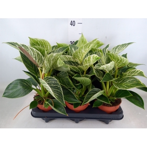 Philodendron   ...