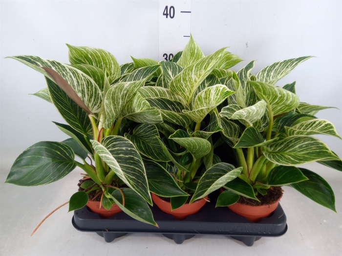 <h4>Philodendron   ...</h4>