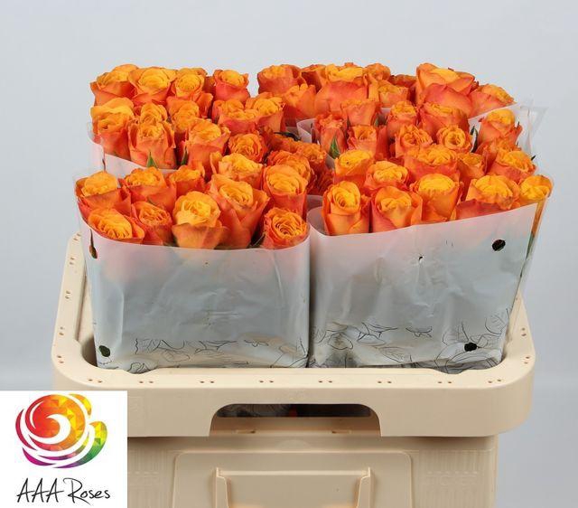 <h4>R GR CONFIDENTIAL</h4>