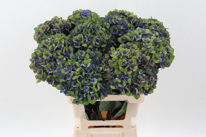 <h4>Hydr M Mag Charl Bl</h4>