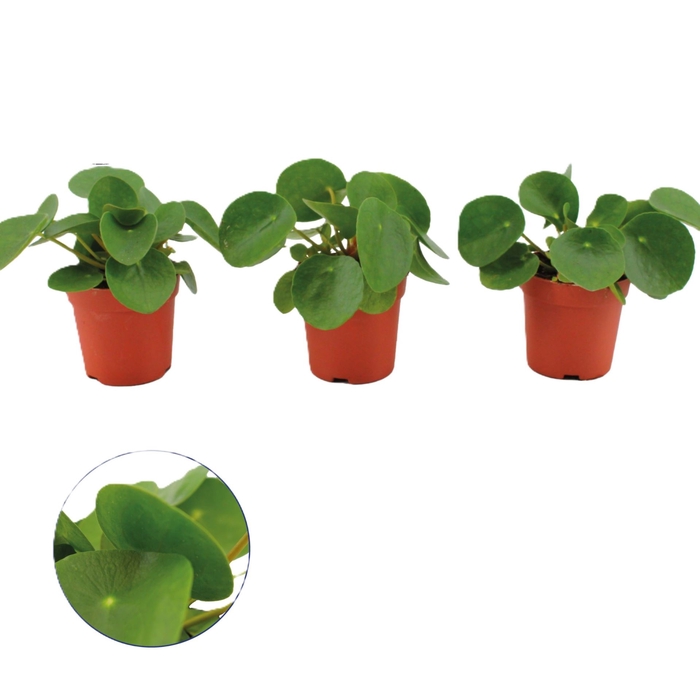 Pilea alumi