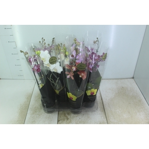 PHALAENOPSIS MINI P09 2 HT PREMIUM