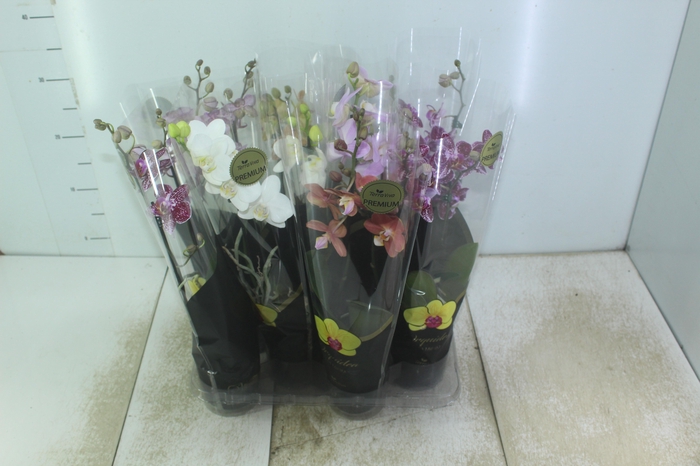 <h4>PHALAENOPSIS MINI P09 2 HT PREMIUM</h4>