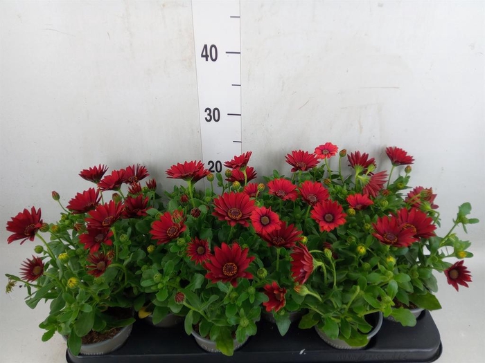 <h4>Osteospermum  'Sunny Dixie'</h4>