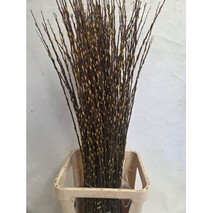 SALIX WILGENKATJES