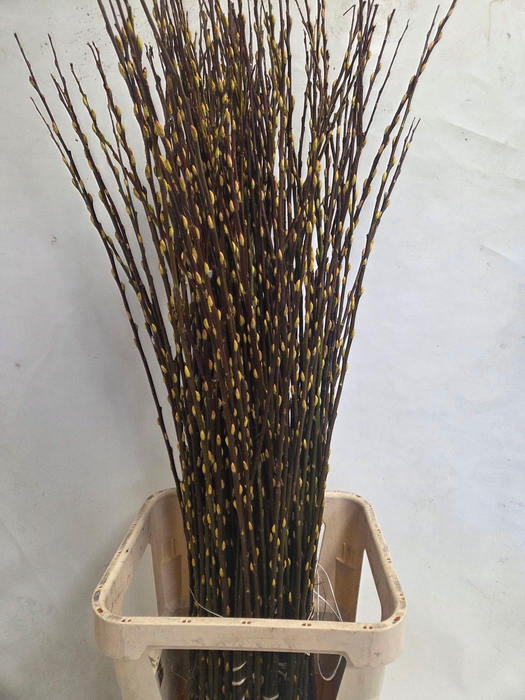 <h4>SALIX WILGENKATJES</h4>