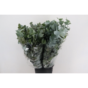 EUC CINEREA 300GR