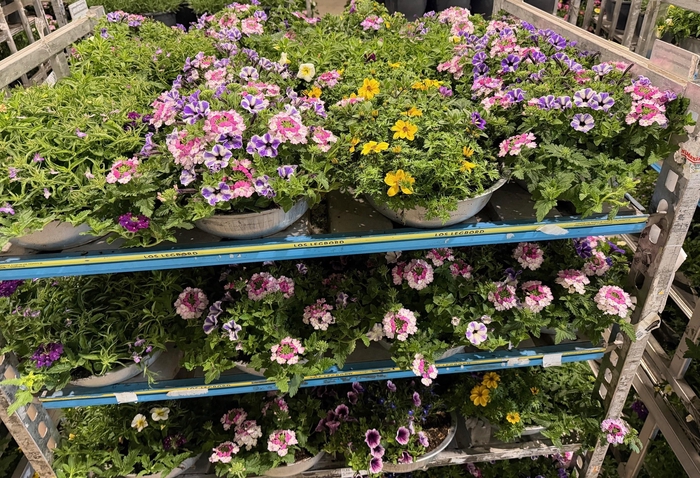 <h4>PERKPL GEM IN POT</h4>