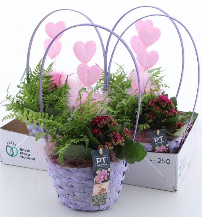 <h4>ARR KAMERPL</h4>