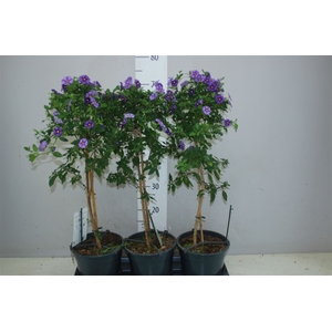 Solanum (lycianthes) Blue Fountain