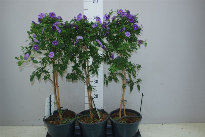 <h4>Solanum (lycianthes) Blue Fountain</h4>