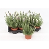 Lavandula Stoechas White