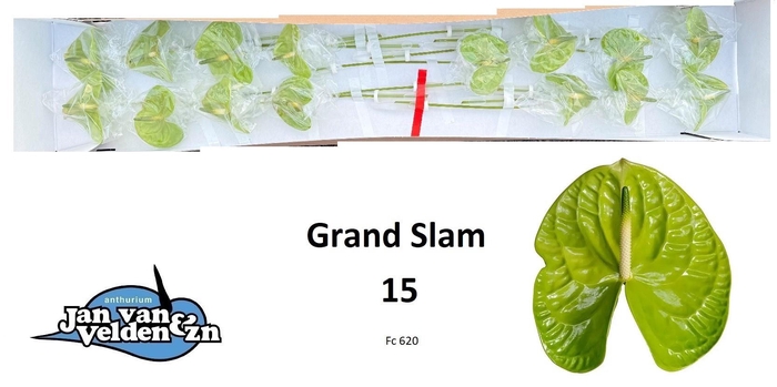 <h4>ANTH A GRAND SLAM</h4>