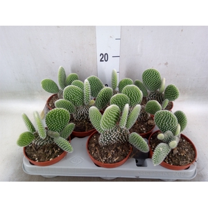 Opuntia microdasys 'Albispina'