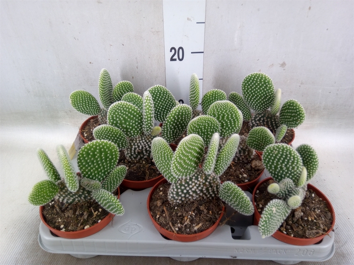 <h4>Opuntia microdasys 'Albispina'</h4>