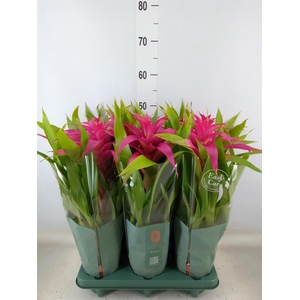 Guzmania  'Deseo Pink'