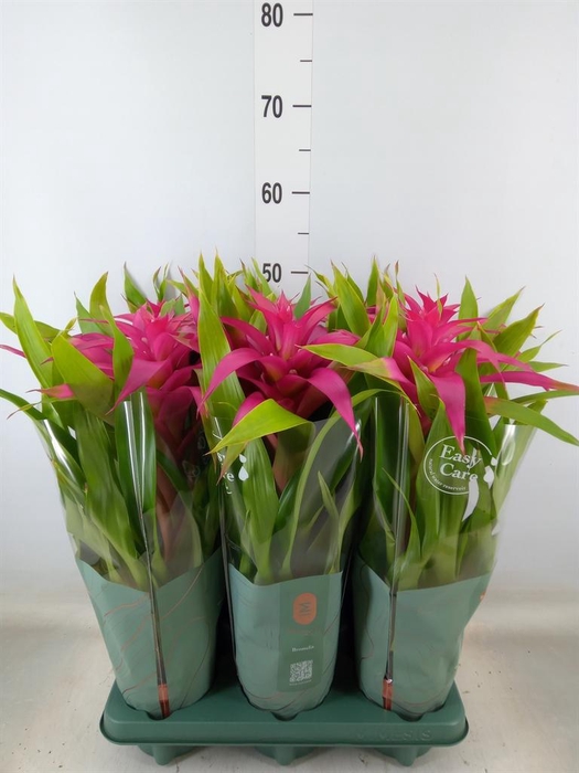<h4>Guzmania  'Deseo Pink'</h4>