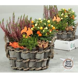 ARR TUINPLANTEN