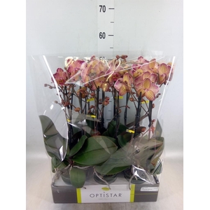 Phalaenopsis   ...red