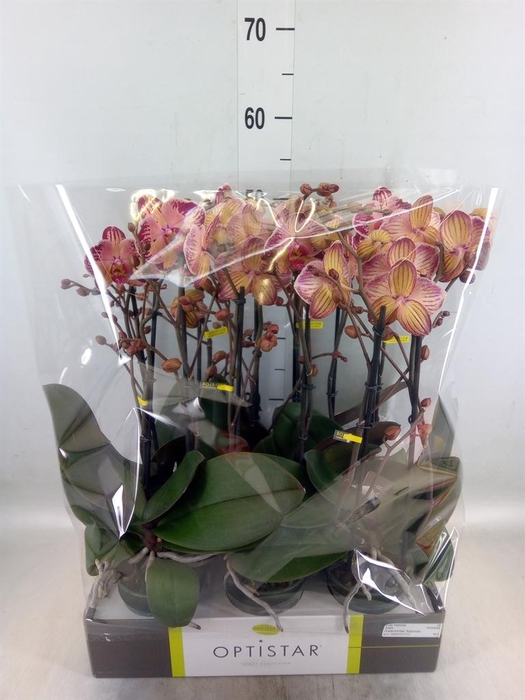 <h4>Phalaenopsis   ...red</h4>