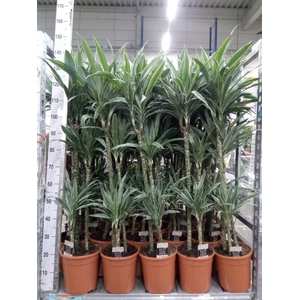 Dracaena fr de 'Warneckei'