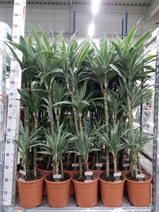 <h4>Dracaena fr de 'Warneckei'</h4>
