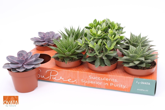 <h4>SUCC GEM 4 SRT</h4>