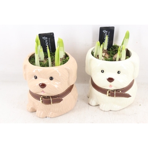 arr4 Narcis RN - Woof en Wisky