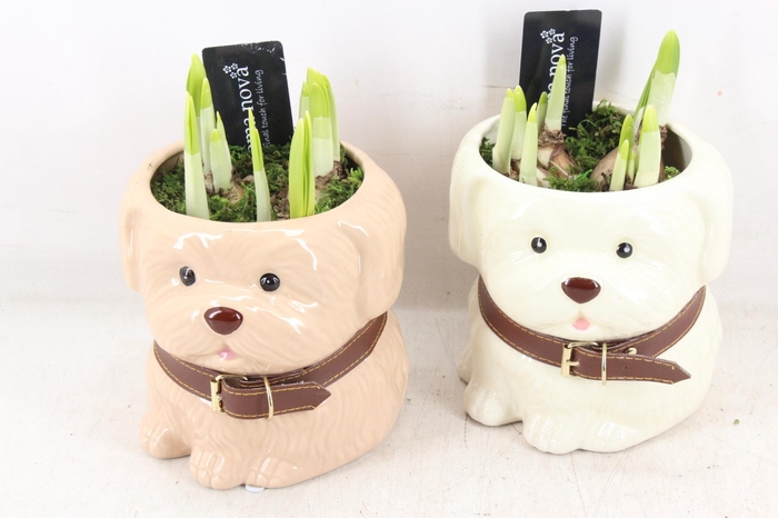 <h4>arr4 Narcis RN - Woof en Wisky</h4>