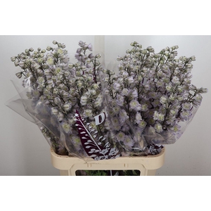 Delphinium DU   ...