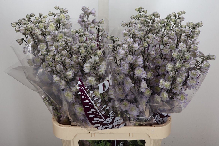 <h4>Delphinium DU   ...</h4>