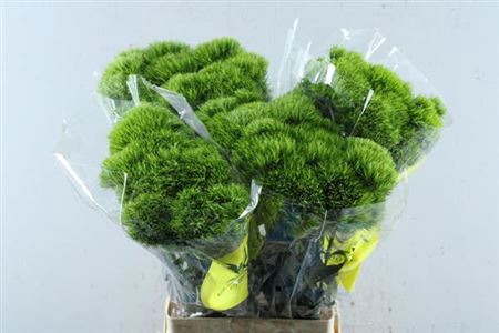 <h4>Di Barb Kiwi Mellow</h4>
