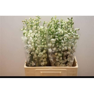 DELPH DU GUARD WHITE