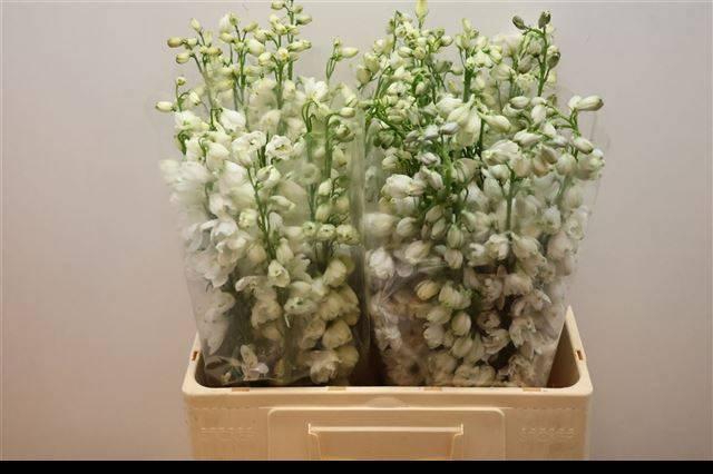 <h4>DELPH DU GUARD WHITE</h4>