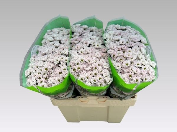 <h4>CHR SAN ROSSI PINK</h4>