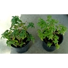 Verbena overig