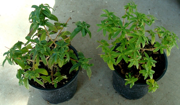 Verbena overig