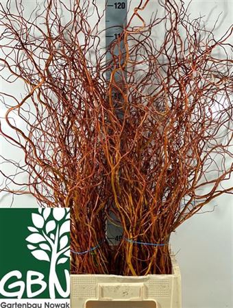 <h4>Salix Ov Bs</h4>